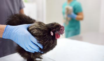Gripe aviária pega em humanos