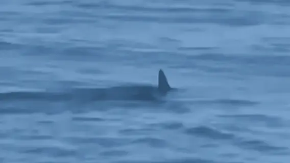 Vídeo: Tubarão-martelo é visto na Praia da Barra; espécie é perigosa