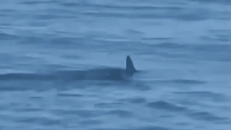 Vídeo: Tubarão-martelo é visto na Praia da Barra; espécie é perigosa