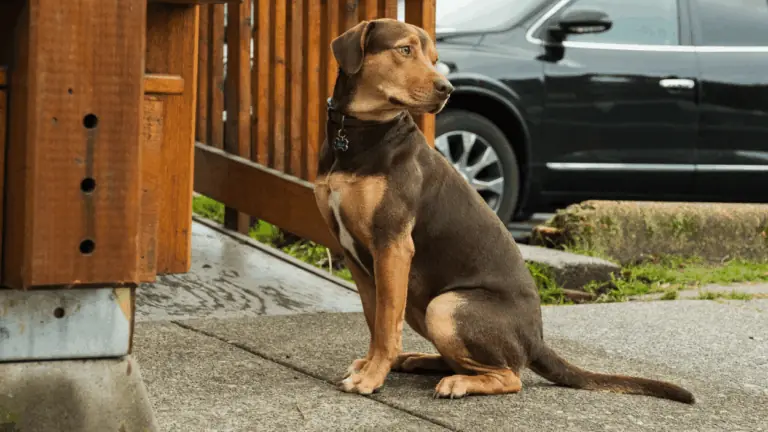 Sessão da Tarde hoje exibe o filme A Caminho de Casa