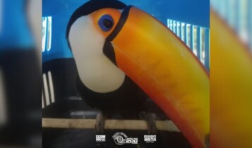 Tucano é retirado de imóvel