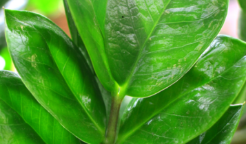 Essas plantas gostam de sombra e são fáceis de cuidar