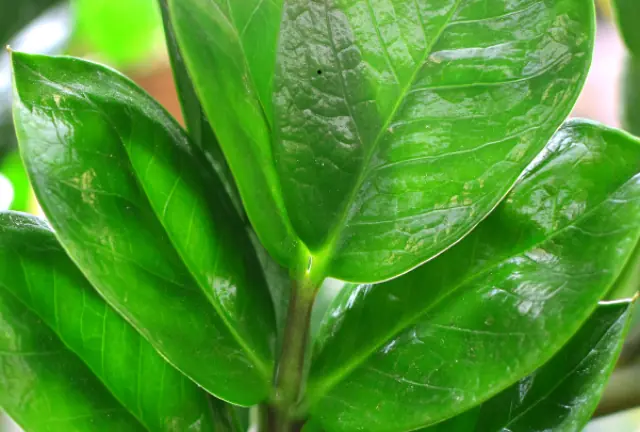 Essas plantas gostam de sombra e são fáceis de cuidar