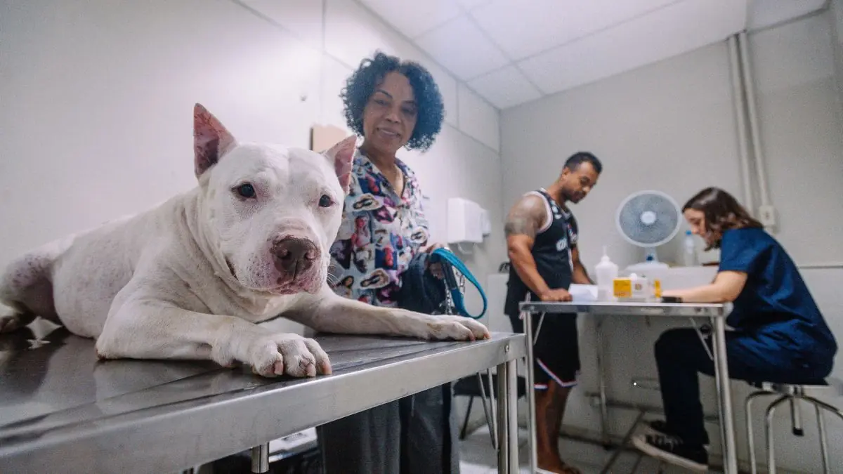 Hospital Veterinário público de SP atende 24h