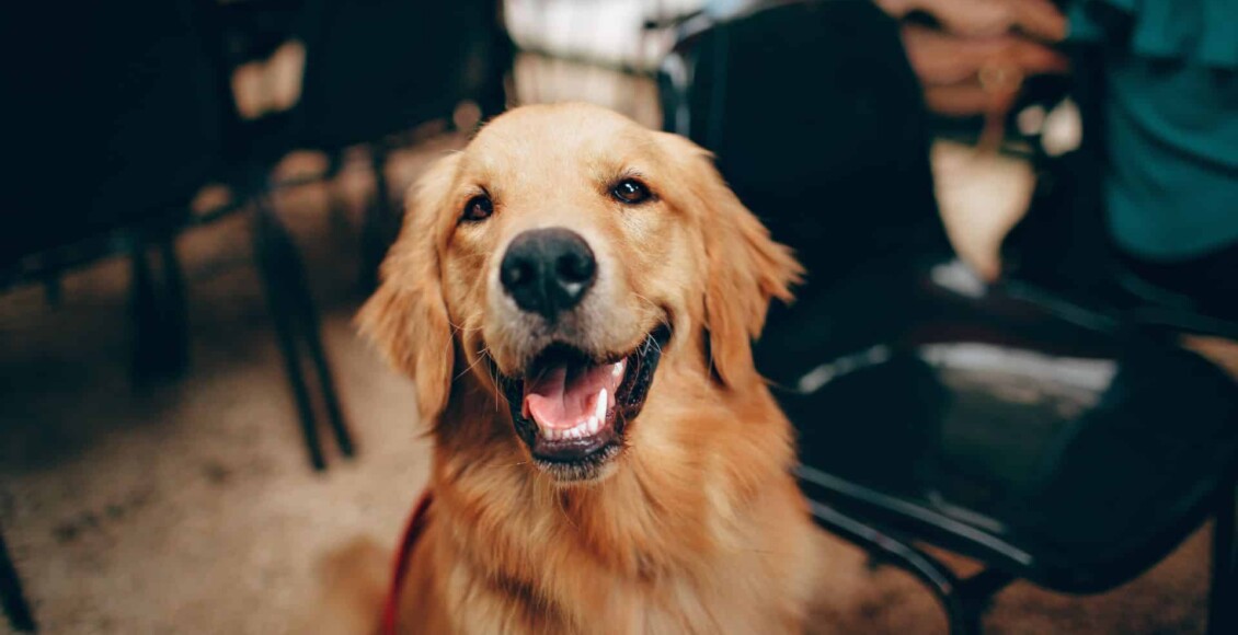 Justiça decisão cachorro pensão