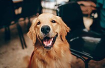 Justiça decisão cachorro pensão