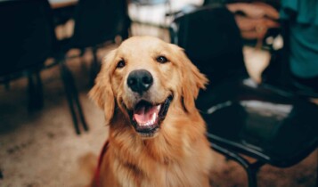 Justiça decisão cachorro pensão