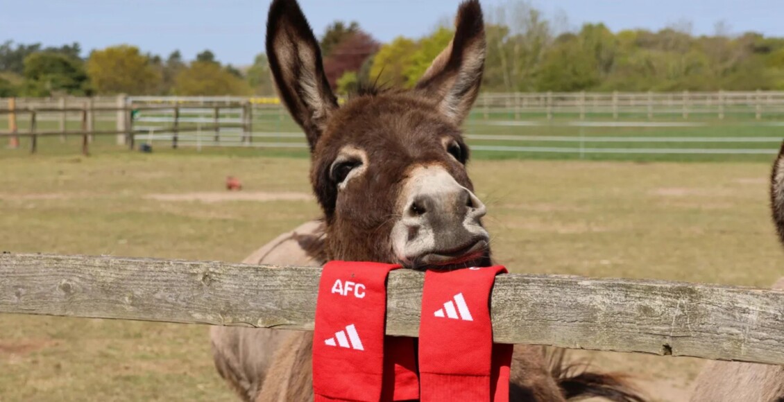 Burro meia arsenal