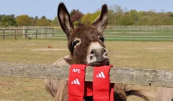 Burro meia arsenal
