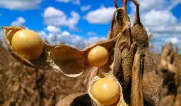 Exportações de Mato Grosso do Sul