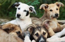 adoção cachorro