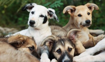 adoção cachorro