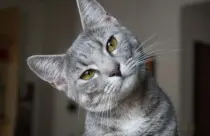 IBGE PESQUISA GATO