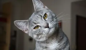 IBGE PESQUISA GATO