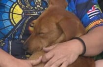 Cachorro caramelo vira companheiro de romeiros e é adotado durante caminho até Aparecida