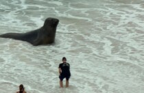 elefante-marinho gigante no rio de janeiro