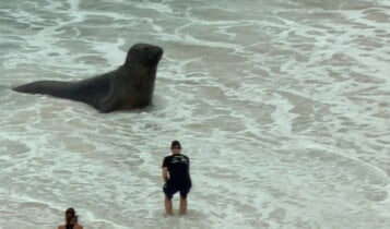 elefante-marinho gigante no rio de janeiro