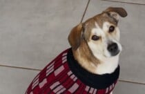 Golpista usa foto feita por IA para enganar família que procura cachorro desaparecido