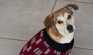 Golpista usa foto feita por IA para enganar família que procura cachorro desaparecido